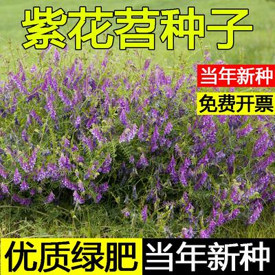 果园绿肥种子紫花苕长柔毛