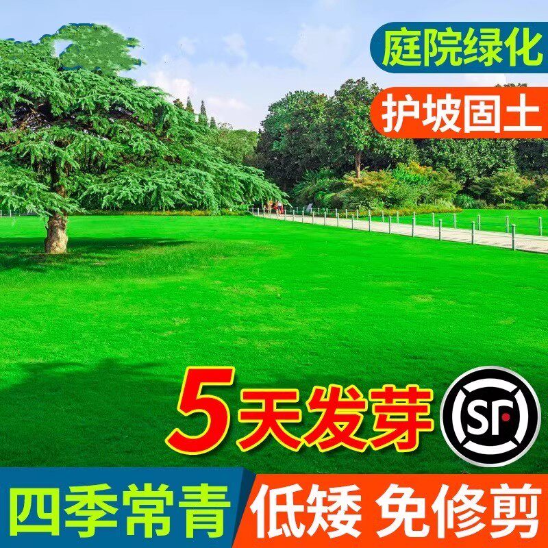 四季青草坪籽常耐寒旱公园