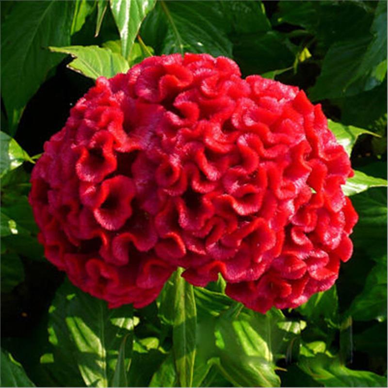 五皇冠花卉种子 鸡冠花种子 髻鸡花 老来红种子 芦花鸡冠种子