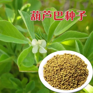 新产葫芦巴种子 芦巴子药材种子 胡巴香草籽香豆种籽芽苗菜