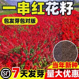 一串红花籽四季开花矮串红种子易种阳台庭院景观绿化盆栽耐寒种籽