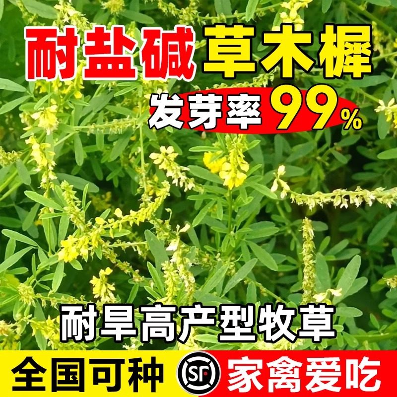 草木樨种子牧籽犀蜜源植物