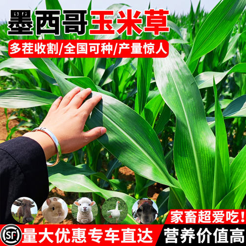 进口墨西哥玉米草种籽四季高产牧草多年生高蛋白草籽畜牧养殖种子