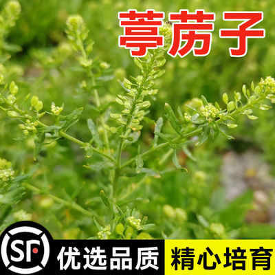 葶苈子种独行菜播娘蒿常