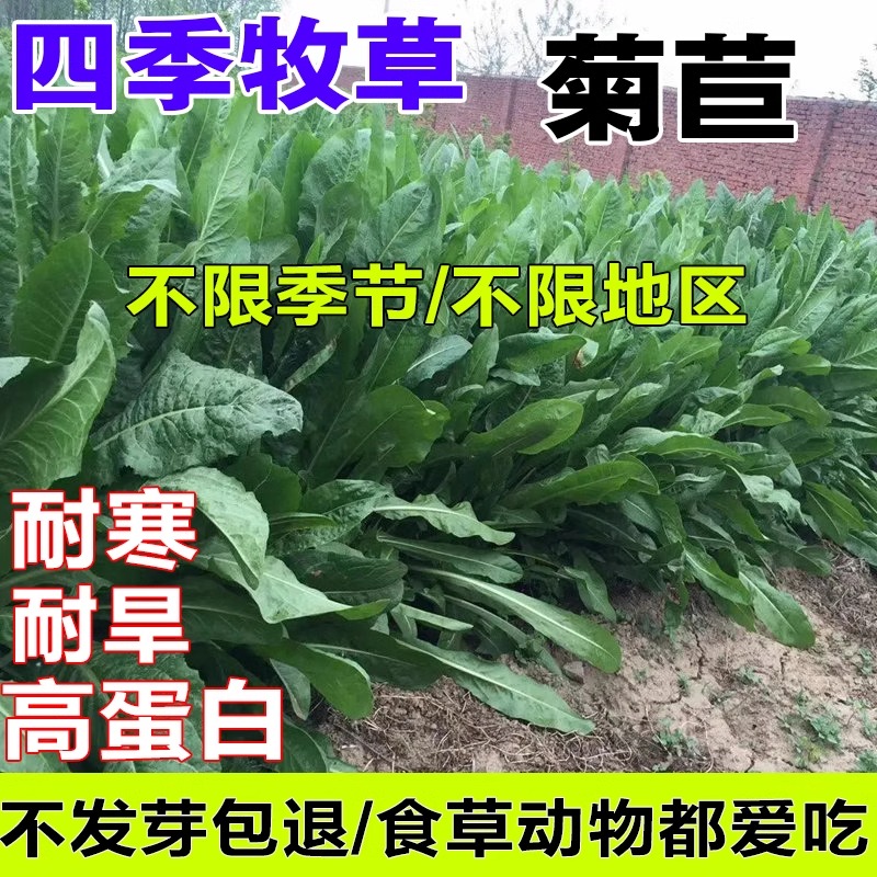 菊苣草种籽大叶多年生喂猪