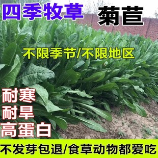 菊苣草种籽大叶多年生喂猪菜兔子牛羊鱼鸡鸭鹅爱吃的四季牧草种子