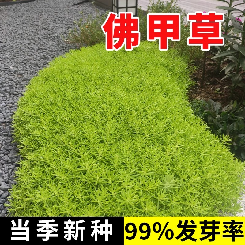 佛甲草种子籽坪楼顶屋绿化