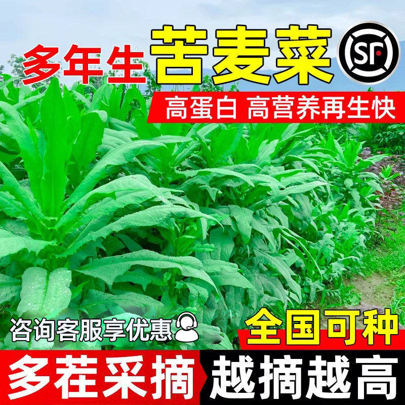 农家苦麦菜苦麻菜种子种鸡鸭鹅鱼猪四季耐热良种苦唛苦荬养鹅牧草