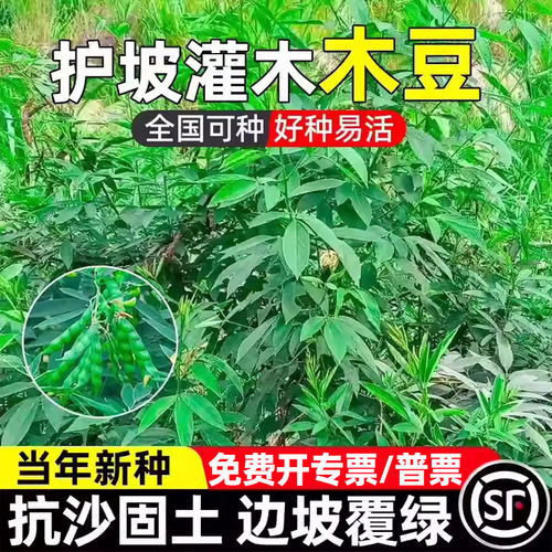 木豆种子豆蓉观音豆树豆柳豆绿化绿化固土药材护坡灌木种籽多年生