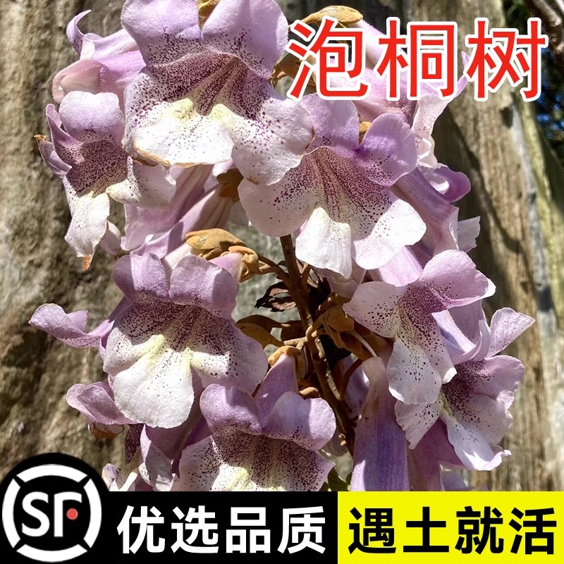 泡桐树种子轻型木质材白花图片