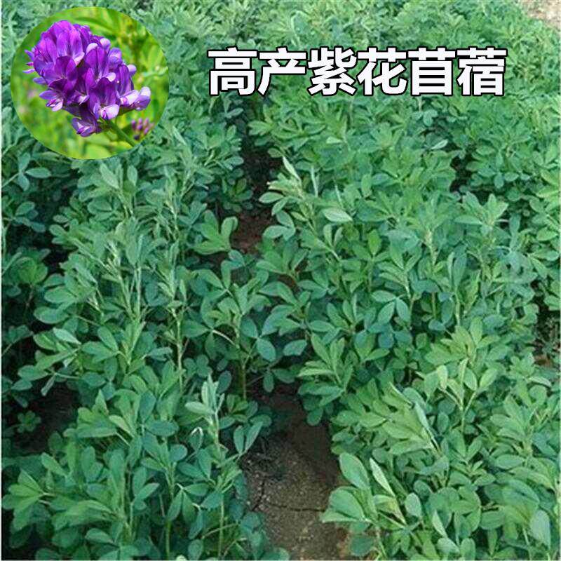 大叶苜蓿进口紫花木须种子牛羊饲料食用芽苗菜木须菜牧草秋播