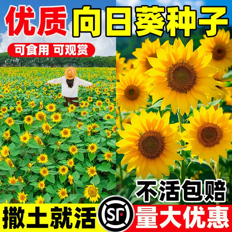 向日葵种孑食用葵花花种子太阳花种籽开花一举夺魁盆栽四季花种子