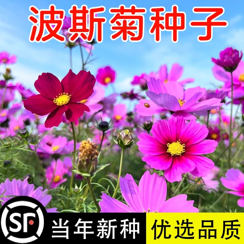 波斯菊花籽格桑种子易活盆栽