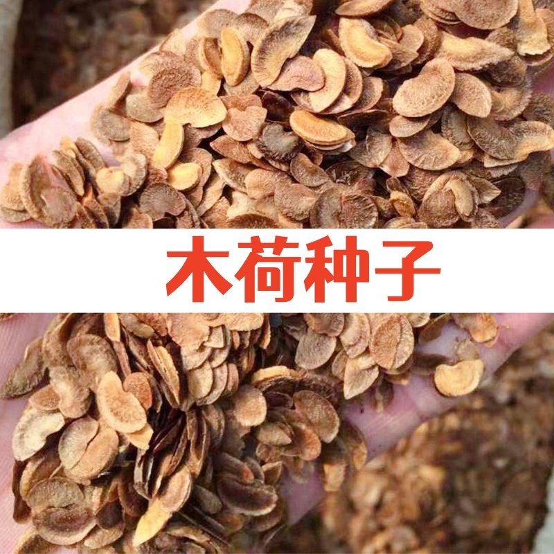 木荷种子林木种子木荷树种 荷木荷树种子园林绿化行道树种子