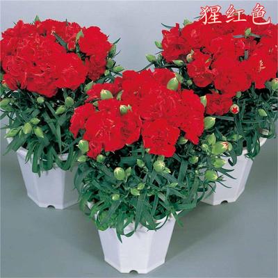 康乃馨种籽重瓣香石竹花子