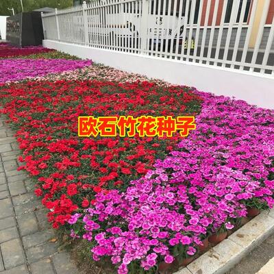 欧石竹初吻花籽五彩种子