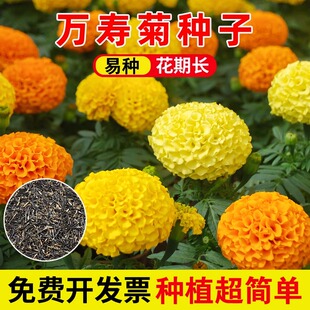 万寿菊花种子耐寒花籽四季播种开花园艺园林景观工程绿化花种籽子