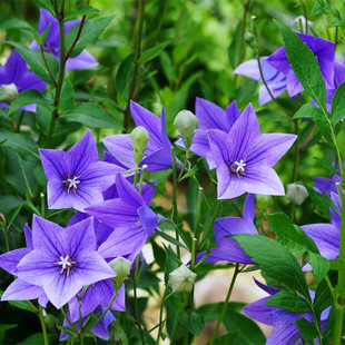 中华桔梗种子喜阳耐寒多年生包袱花铃铛花籽室外阳台盆栽花园庭院