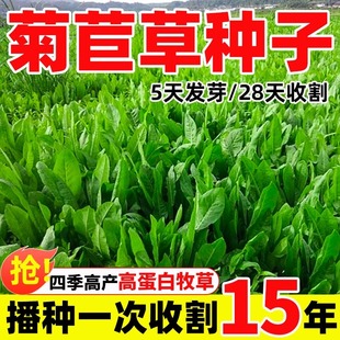 菊苣种籽大叶多年生喂猪菜种子牛羊鱼鸡鸭鹅爱吃的牧草种子兔子草