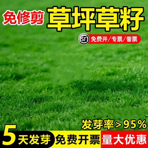 草坪籽四季常青护坡狗牙根