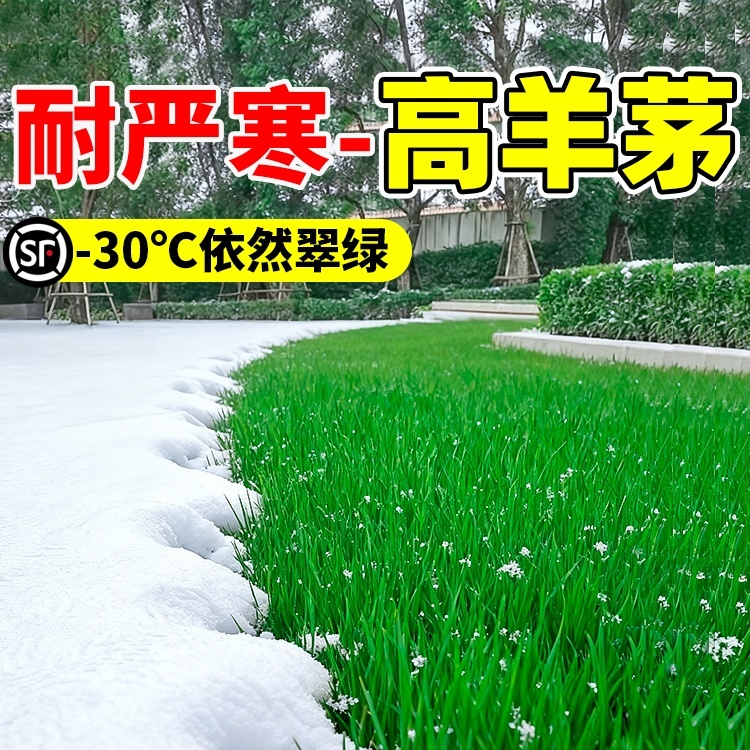 高羊茅草籽耐寒草坪种子四季青护坡绿化黑麦草早熟禾耐践踏庭院