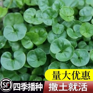 马蹄金种子小金钱草铜钱草籽草坪四季常青耐高温绿化垂吊绿植花卉
