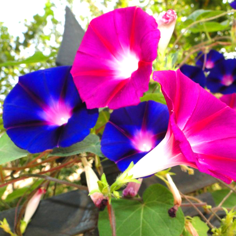 大牵牛花种子爬藤喇叭春播