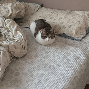 森系碎花四件套水洗棉床上被套床单新款 2025素雅气质田园风少女心