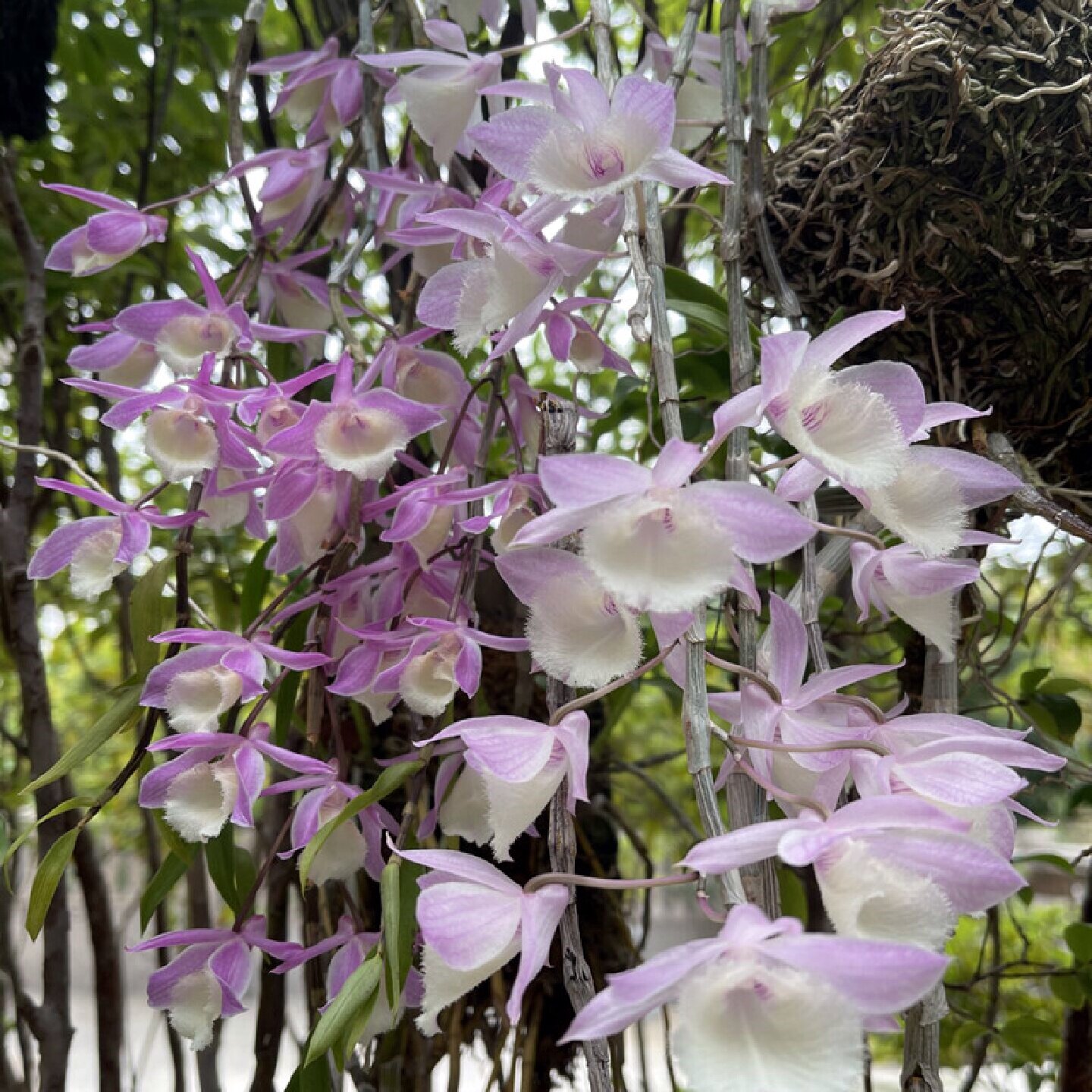 天宫石斛兜唇石斛吊兰花庭院美洋兰吊兰花石兰盆栽盆景