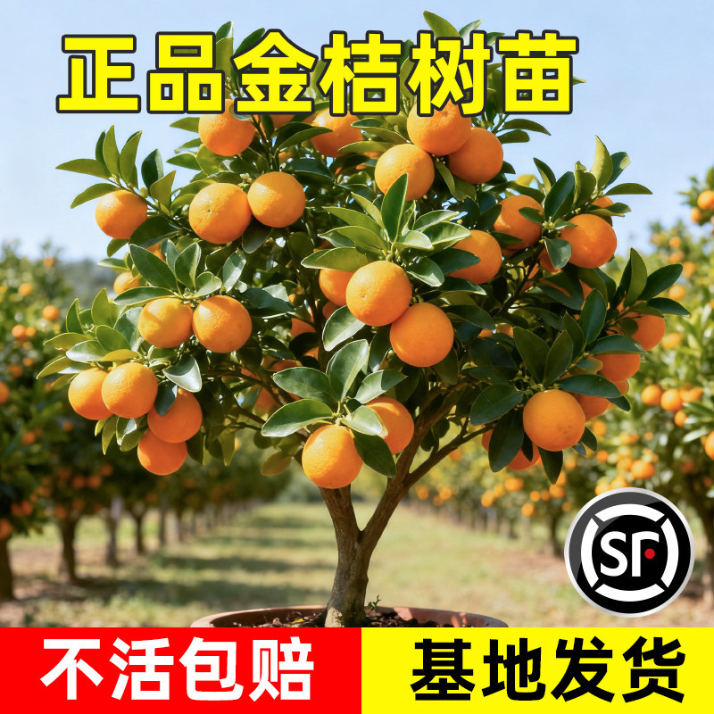 金桔树树苗盆栽年橘可食用带果脆皮四季橘子阳台室内外花卉绿植物,鲜花速递/花卉仿真/绿植园艺,果树,淘宝优惠券,粉丝福利购,淘宝优惠卷