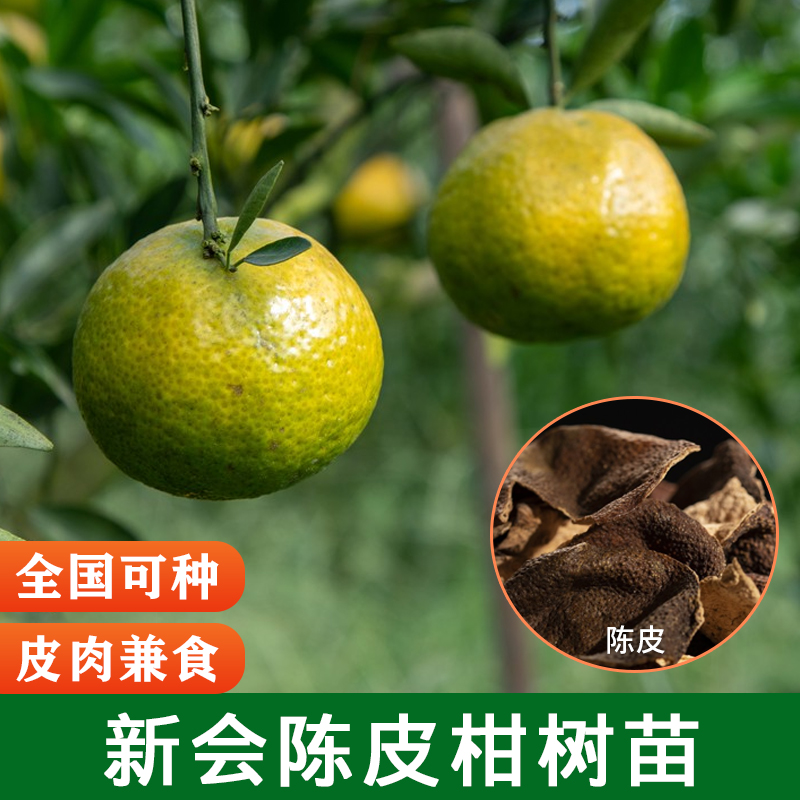 正宗新会陈皮柑树苗茶枝柑树苗包成活包结果