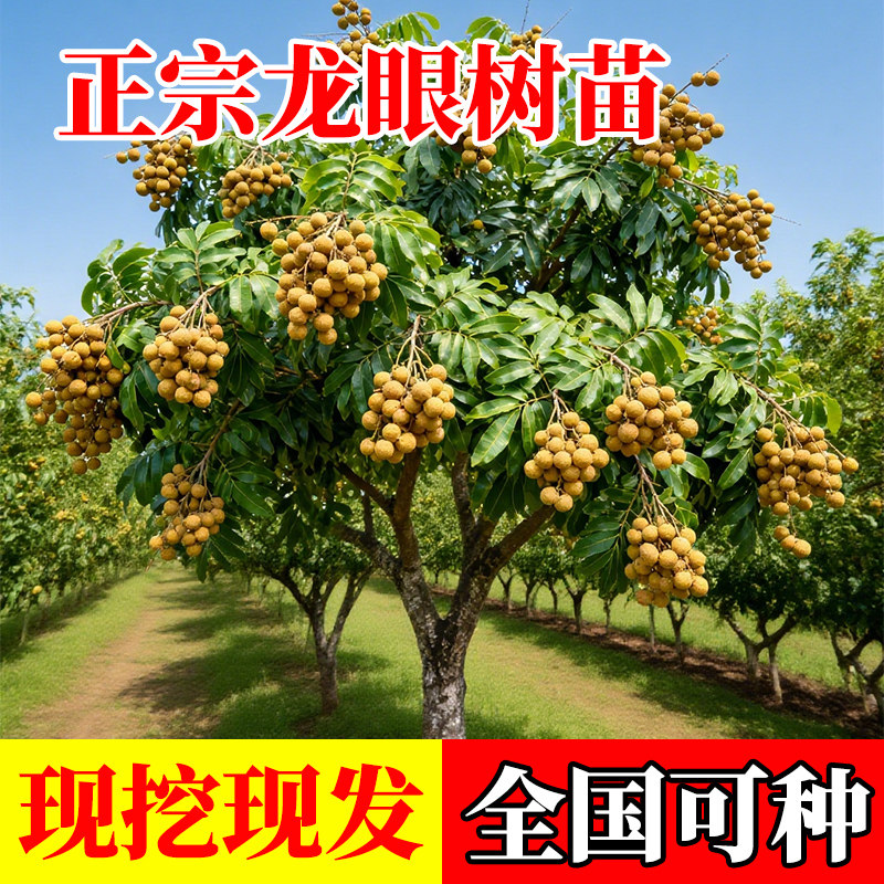 龙眼树苖嫁接盆栽水果树苗储良桂圆石硖南方四季种植地栽当年结果,鲜花速递/花卉仿真/绿植园艺,果树,淘宝优惠券,粉丝福利购,淘宝优惠卷