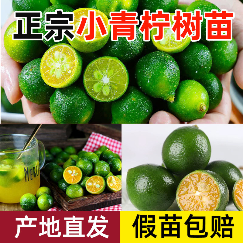 香水柠檬树盆栽绿植客厅室内带果老桩桌面阳台植物可食用水果树苗