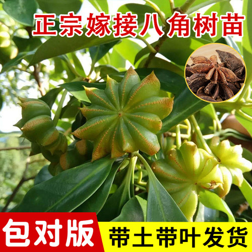 嫁接八角树苗当年结果包成活