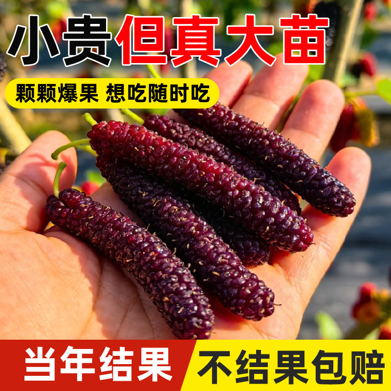 大长果桑葚树苗带果盆栽台湾白桑葚嫁接果树果苗南北方四季甜水果