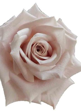 曼塔玫瑰花大盆栽复古灰色调肯尼亚切花月季阳台庭院四季花卉绿植