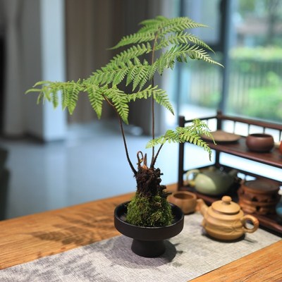 蕨类植物红磷蕨苔藓球水培绿植桌面盆栽耐阴好养茶室盆景去甲醛