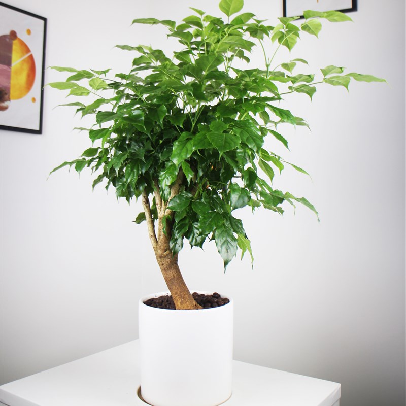 独杆绿宝幸福树大盆栽老桩平安发财树客厅造型水培好养大叶绿植物