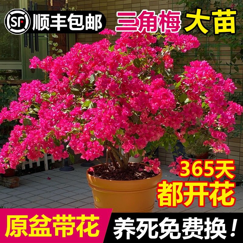 三角梅花树苗盆栽带花老桩特大苗漳红樱室内阳台绿樱爬藤四季开花