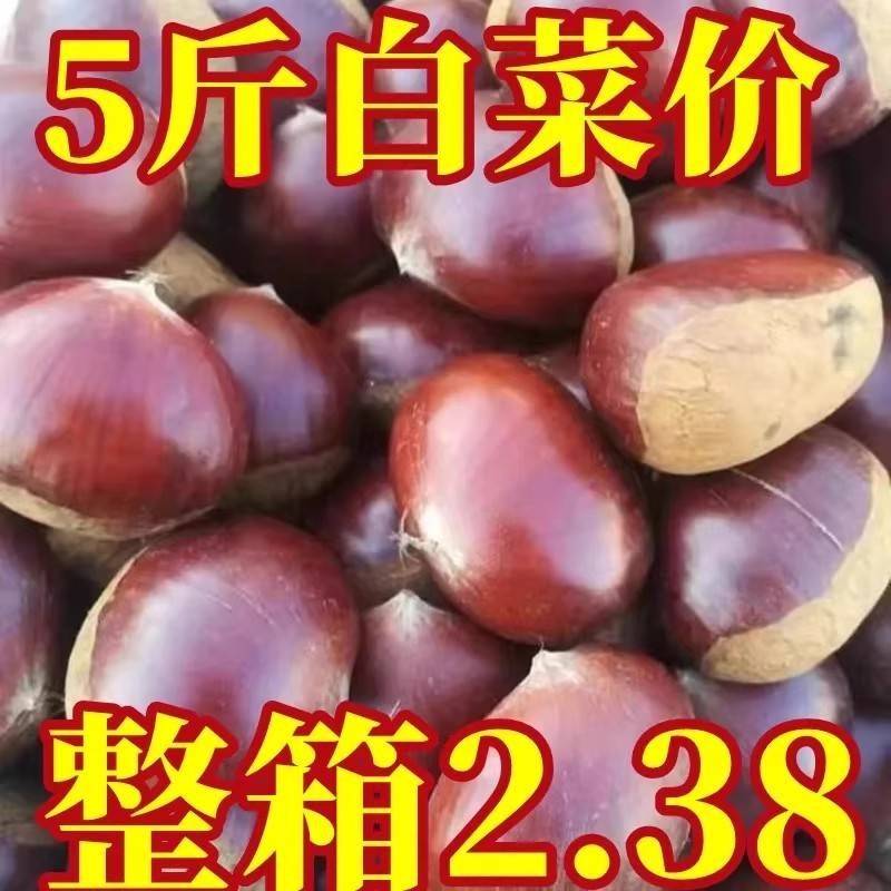 板栗生新鲜栗子野生建瓯锥栗圆栗毛栗子尖栗子油栗农家现摘5斤装