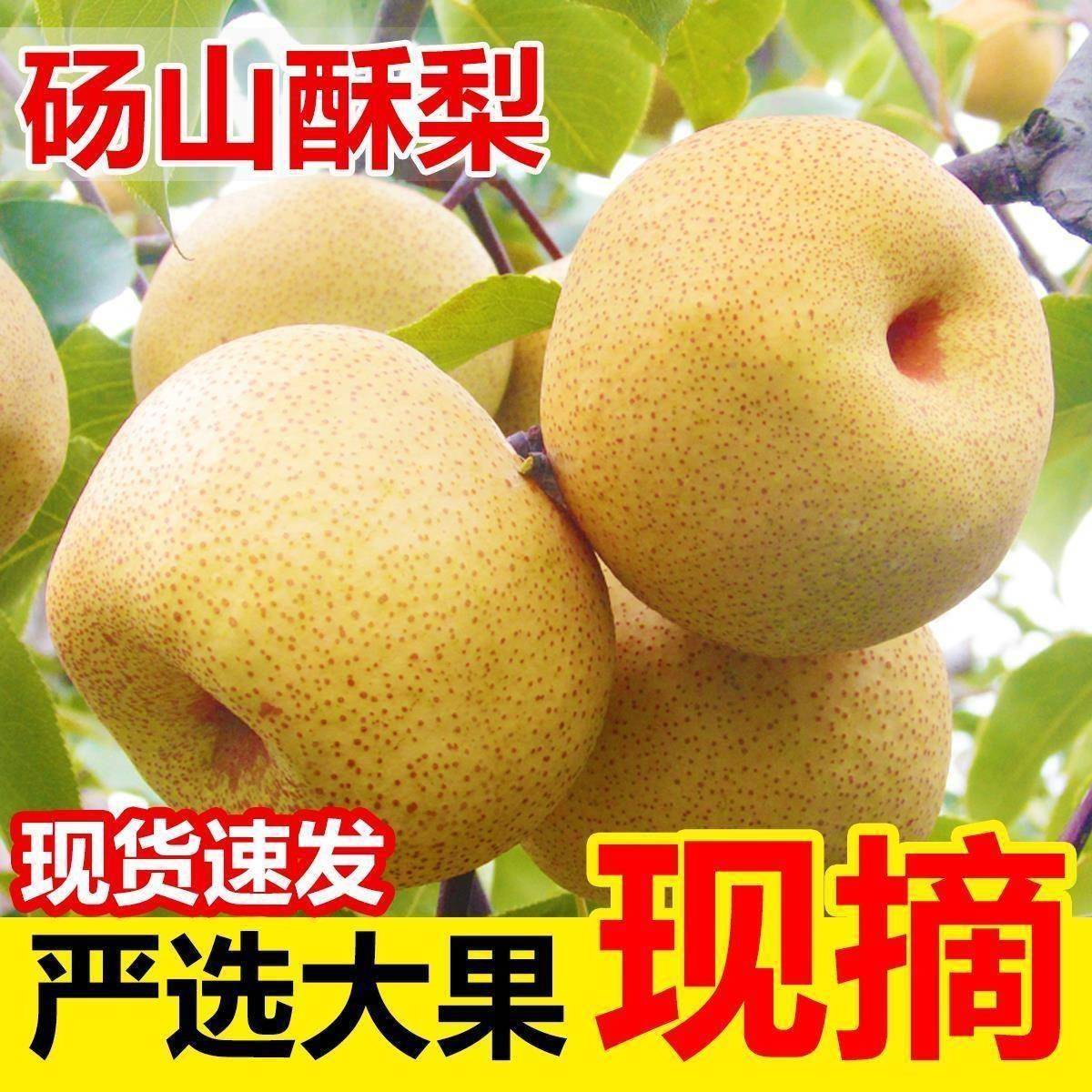正宗酥梨砀山梨脆甜10斤现摘梨子香梨雪梨应季水果梨新鲜整箱包邮
