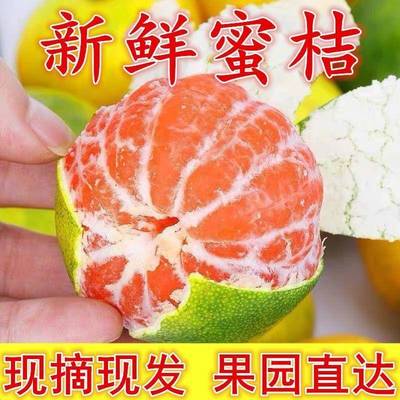 正宗宜昌蜜桔新鲜水果现摘现发青皮橘子当季柑橘薄皮多汁孕妇水果