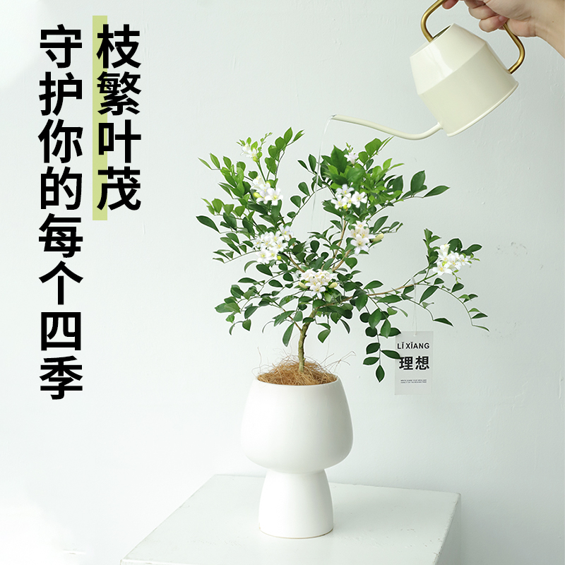 花境九里香盆栽室内桌办公室绿植好养活四季诧寂风植物驱蚊七里香
