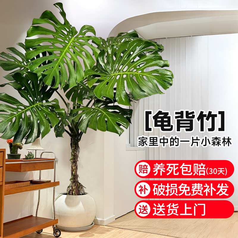 龟背芋客厅大盆栽室内客厅大叶老桩植物电视柜旁边大型绿植落地