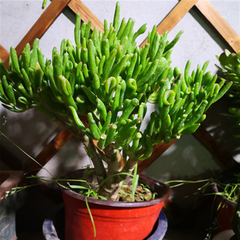 吸财树多肉植物盆栽老桩绿植花卉绿玉树办公室内阳台植物金枝玉叶