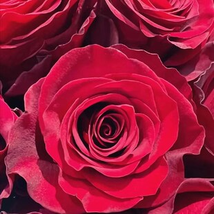 高原红切花玫瑰露天盆栽苗丝绒感花瓣厚实畅销杯状红月季庭院阳台