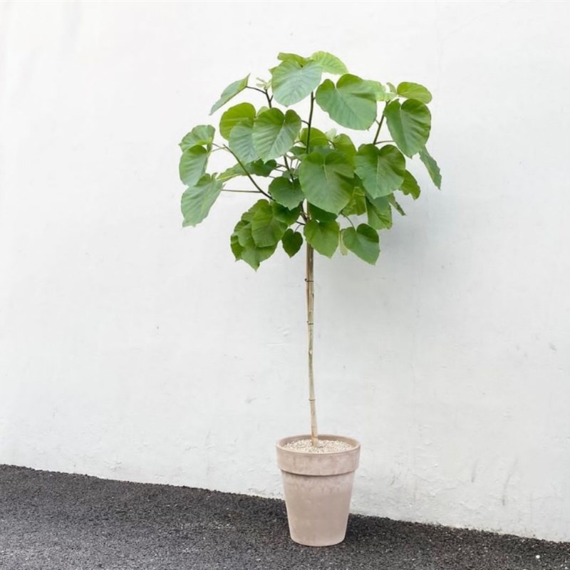 爱心榕心叶榕大型绿植盆栽室内客厅琴叶榕四季常青网红观叶植物