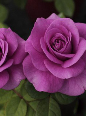 冥王星阳台大花微月季花大庙梦幻紫色浓香四季玫瑰花盆栽花卉植物