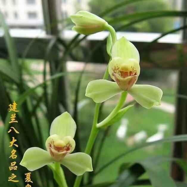 开花机器夏皇梅,浙江兰农翠花家四季兰(建兰),八大名品之一