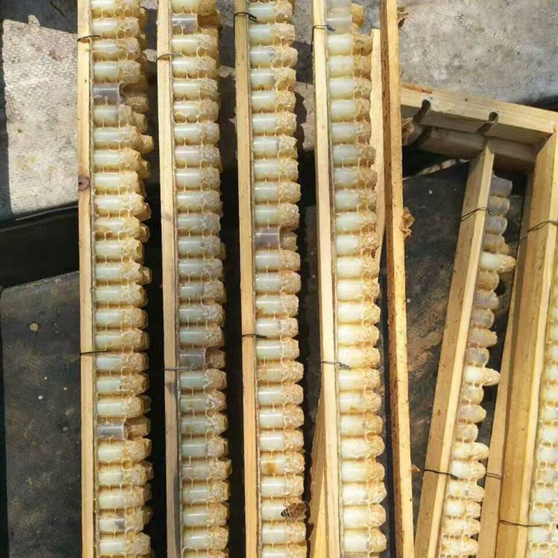 单排浆框双排浆框育王框杉木产浆框王浆条取浆工具养蜂工具